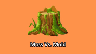 moss vs mold