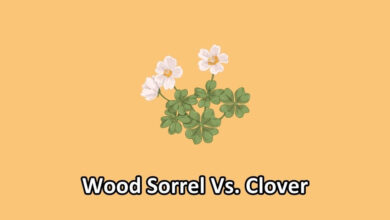 wood sorrel vs clover