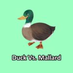 duck vs mallard illustration